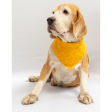 Pawgypets Occasion Wear Bandana for Dogs and Cats (Yellow) Online Hot Sale