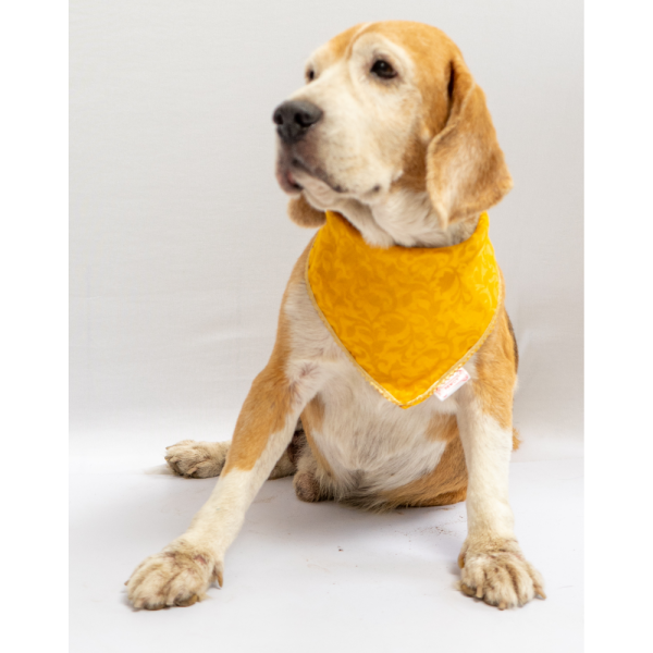 Pawgypets Occasion Wear Bandana for Dogs and Cats (Yellow) Online Hot Sale