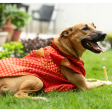 Pawgypets Sherwani for Dogs and Cats (Red) Hot on Sale