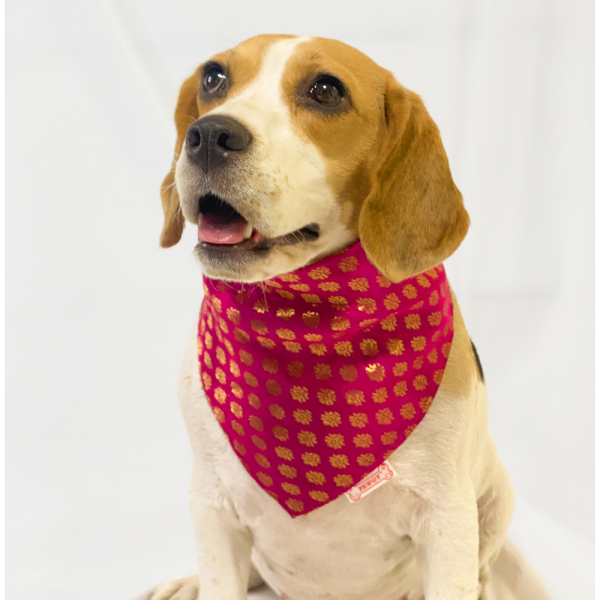 Pawgypets Occasion Wear Bandana for Dogs and Cats (Pink) Sale