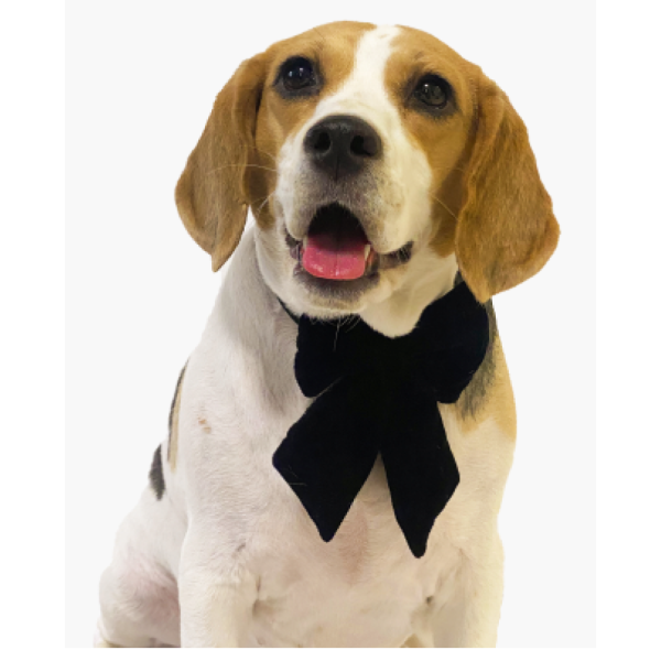 Pawgypets Pigtail Bowtie for Dogs and Cats For Discount