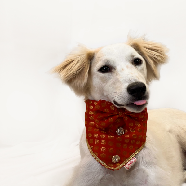 Pawgypets Occasion Wear Bow Bandana for Dogs and Cats (Red) Online Sale