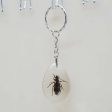 Wholesale 12PCS Insects Amber Specimens Resin Keychains Hot on Sale